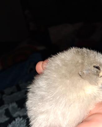 Galline ornamentali e mini quaglie cinesi