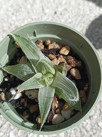 Hawortia turgida Grayghost 