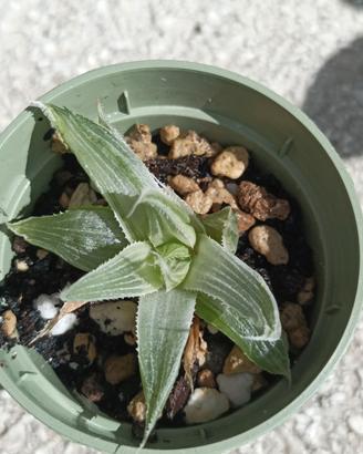 Hawortia turgida Grayghost 