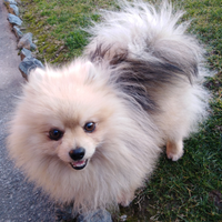 Tobi volpino da monta provincia cuneo