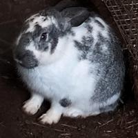 Coniglio maschio (6 mesi)