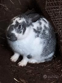 Coniglio maschio (6 mesi)