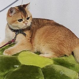 Splendida gattina British Shorthair Chinchilla