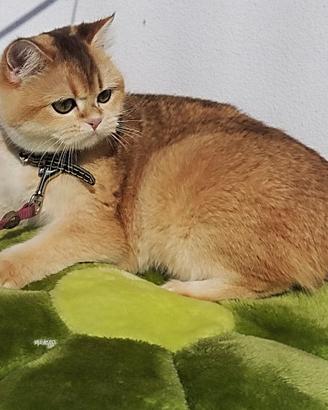 Splendida gattina British Shorthair Chinchilla