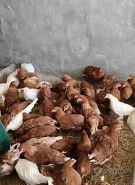 Galline