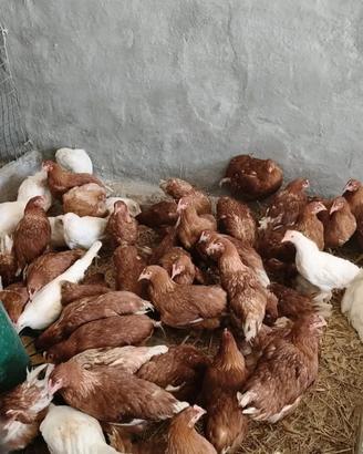 Galline