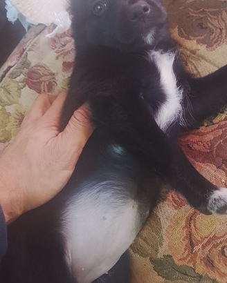 Border collie
