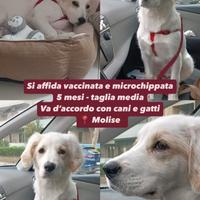 Cucciola mix Golden Retriever