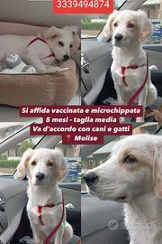 Cucciola mix Golden Retriever