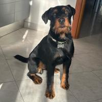 Jagd terrier per accoppiamento