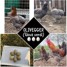 Galline olivegger