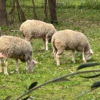 Pecore nostrane francese e montone