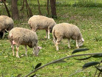 Pecore nostrane francese e montone