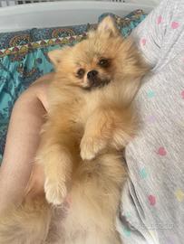 Spitz di Pomerania nano femmina