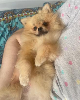 Spitz di Pomerania nano femmina