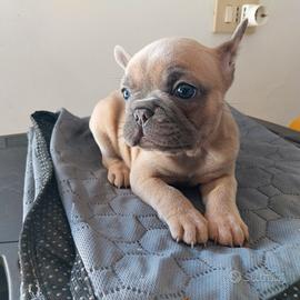 Cuccioli bulldog francese esotici