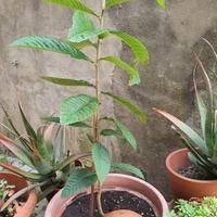 albero nespolo compreso vaso