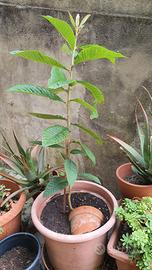 albero nespolo compreso vaso