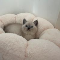 Scottish straight colore blue point