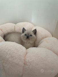 Scottish straight colore blue point