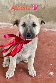 Cuccioli taglia media meticci