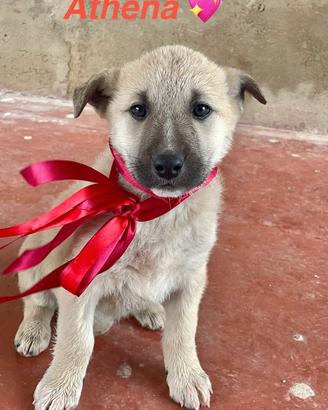 Cuccioli taglia media meticci