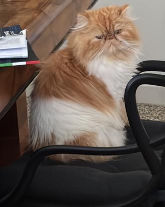 Persiano maschio