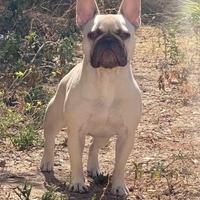 Bulldog francese