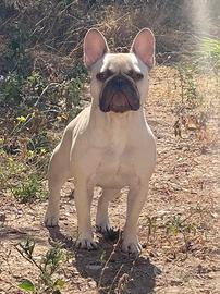 Bulldog francese