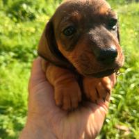 Bassotto kaninchen femmina