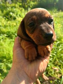 Bassotto kaninchen femmina