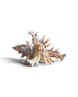 Conchiglia rosa Chicoreus palmarosae
