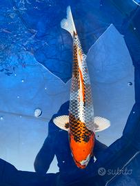 Carpa koi kujaku
