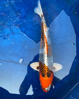 Carpa koi kujaku