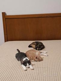 Cuccioli gattini (3 mesi)