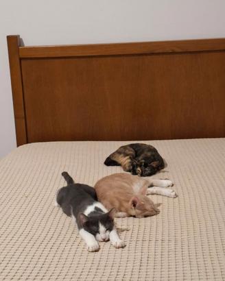 Cuccioli gattini (3 mesi)