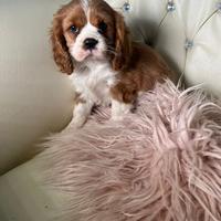 Cavalier king