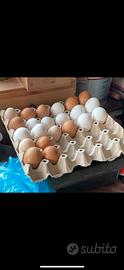 Gallina Brahma e siciliana