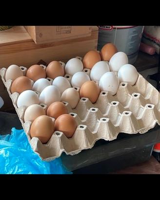 Gallina Brahma e siciliana