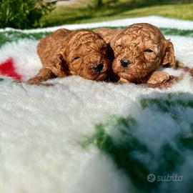 Cuccioli di barboncino rosso