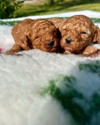 Cuccioli di barboncino rosso