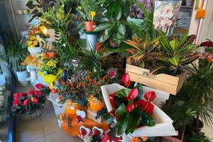 Attività di vendita Fiori e Piante