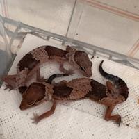 Geco africano coda grassa