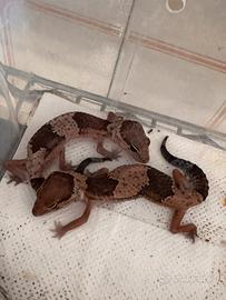 Geco africano coda grassa