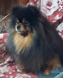 Spiz di Pomerania di due anni