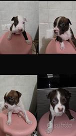 Cuccioli Pitbull