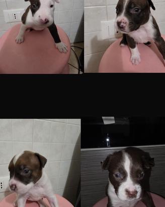 Cuccioli Pitbull