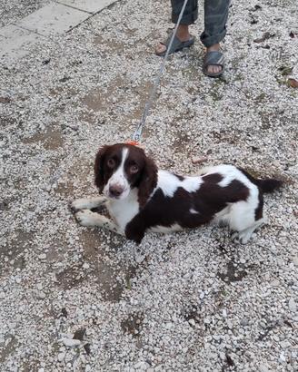 Springher spaniel inglese