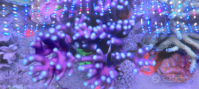 Talee coralli stylophora milka