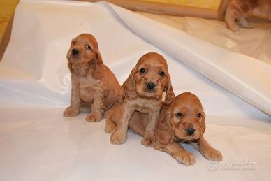 Cocker Spaniel Inglese maschietti